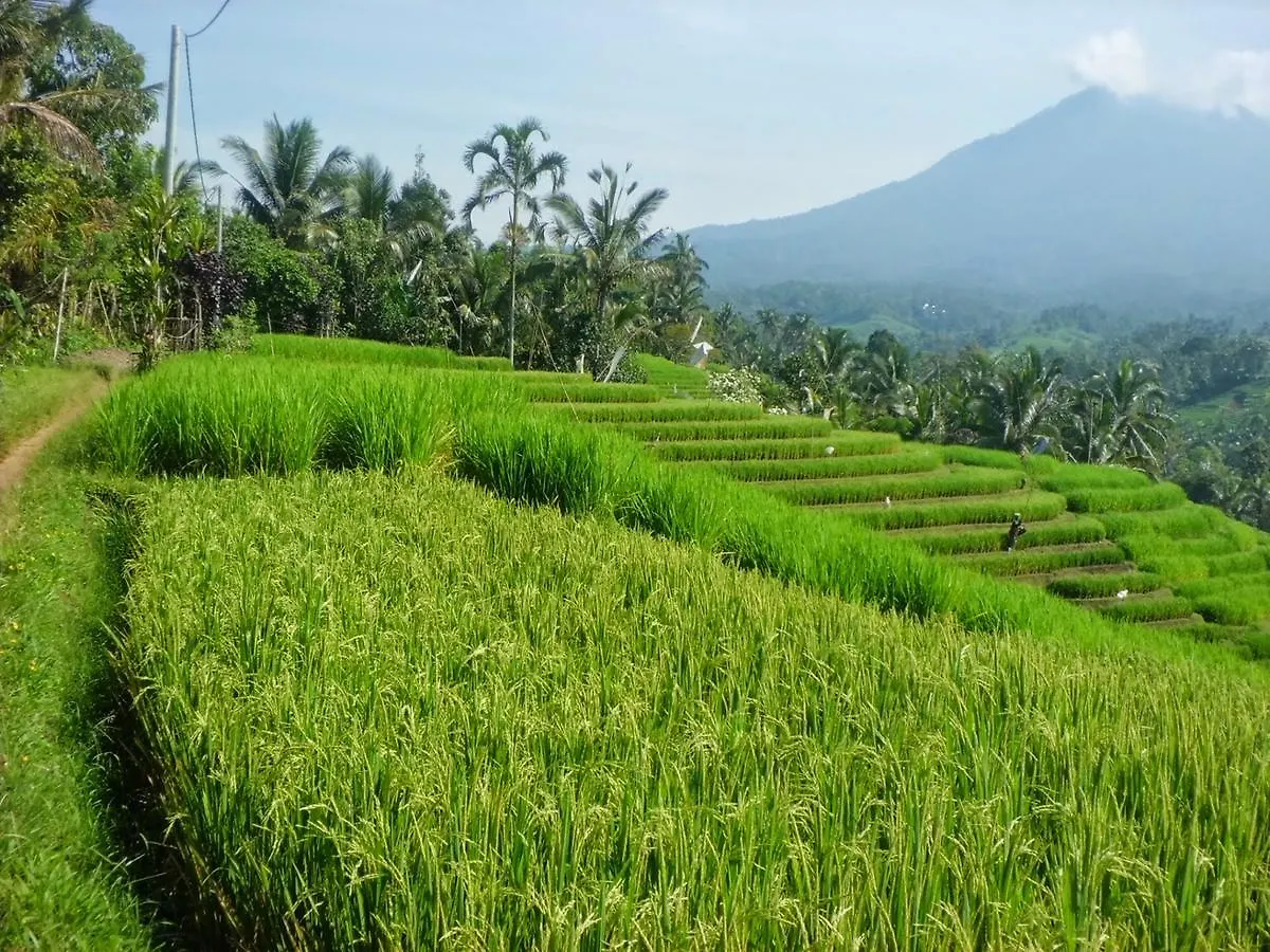Zen Rooms Ubud Jembawan 2 Gasthuis
